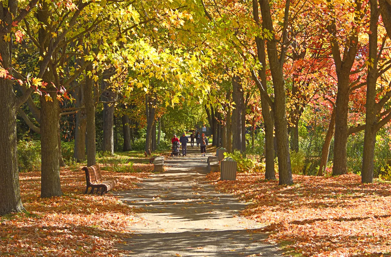 Path at Fall