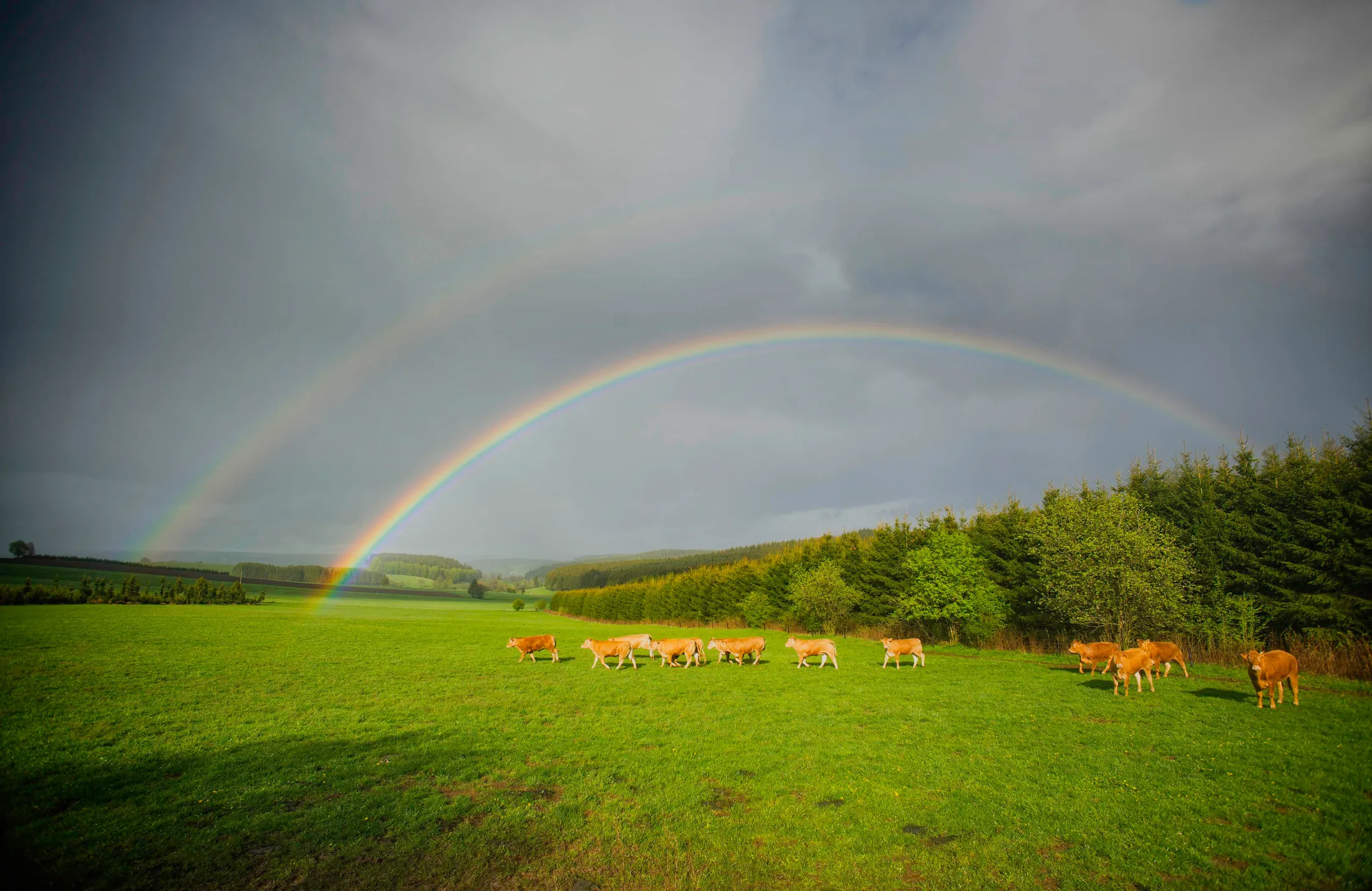 Cattle and double rainbow -Ardennes