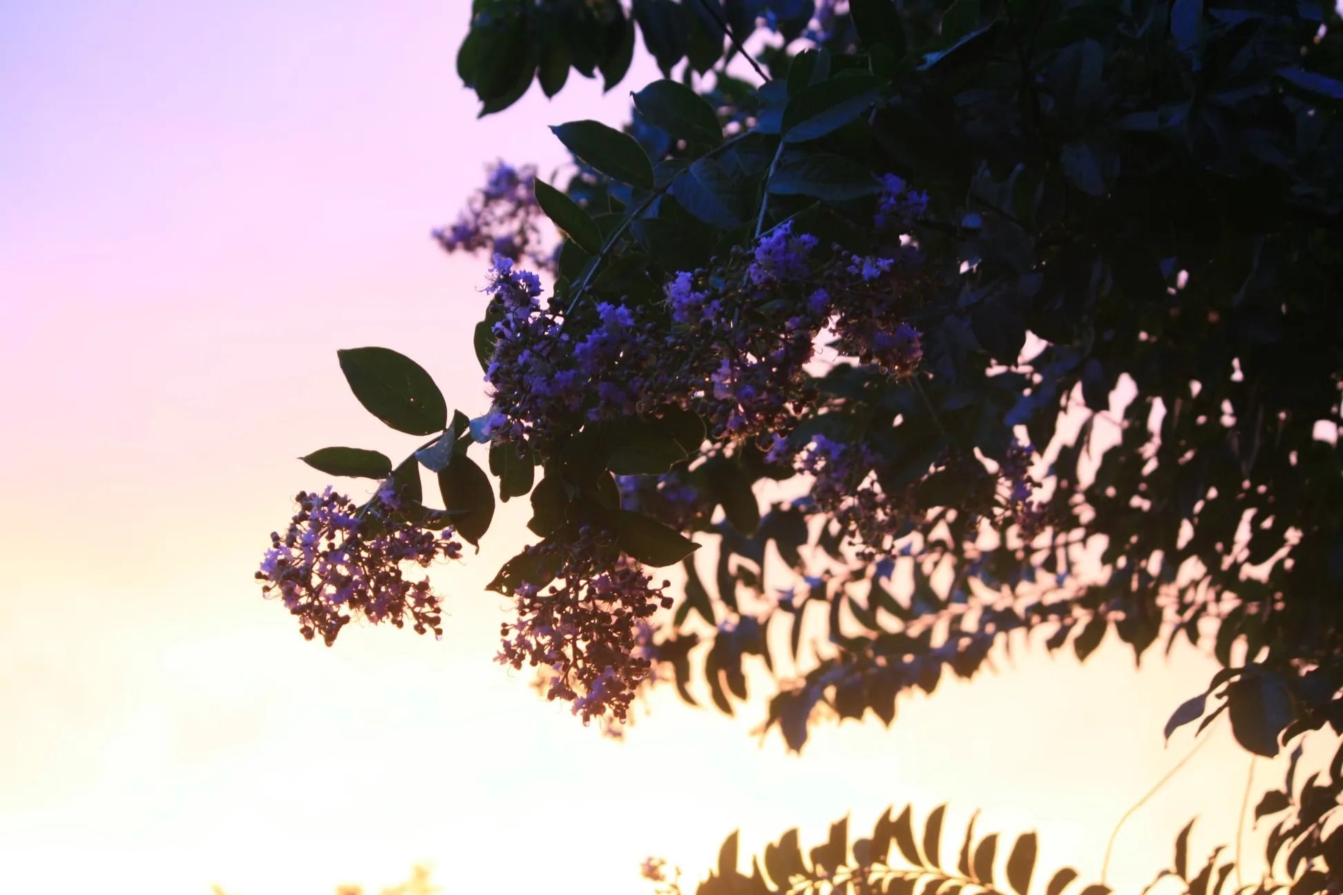 Sunset Flowers