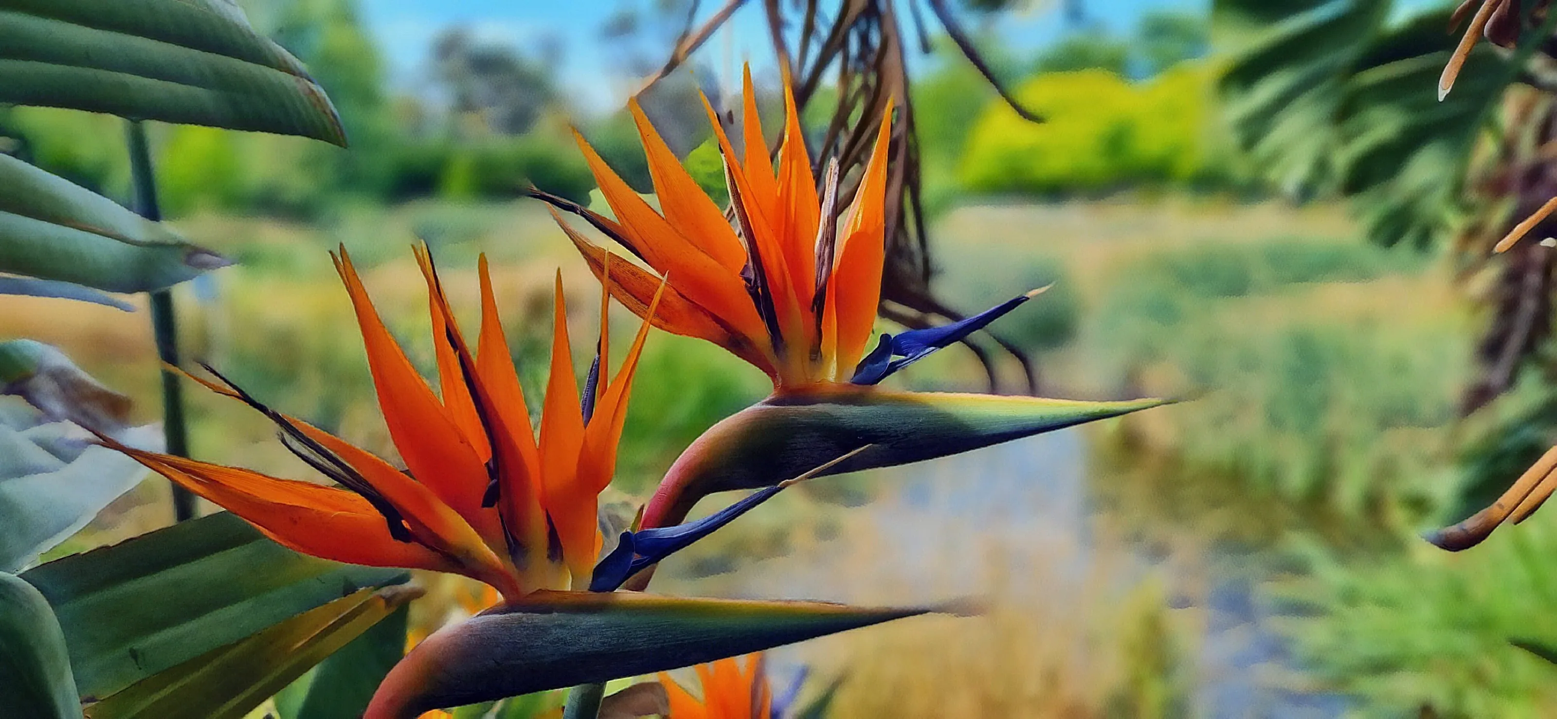Bird of Paradise Flowers