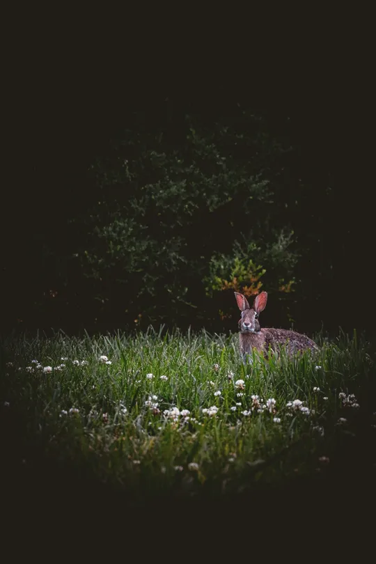 Wild Rabbit