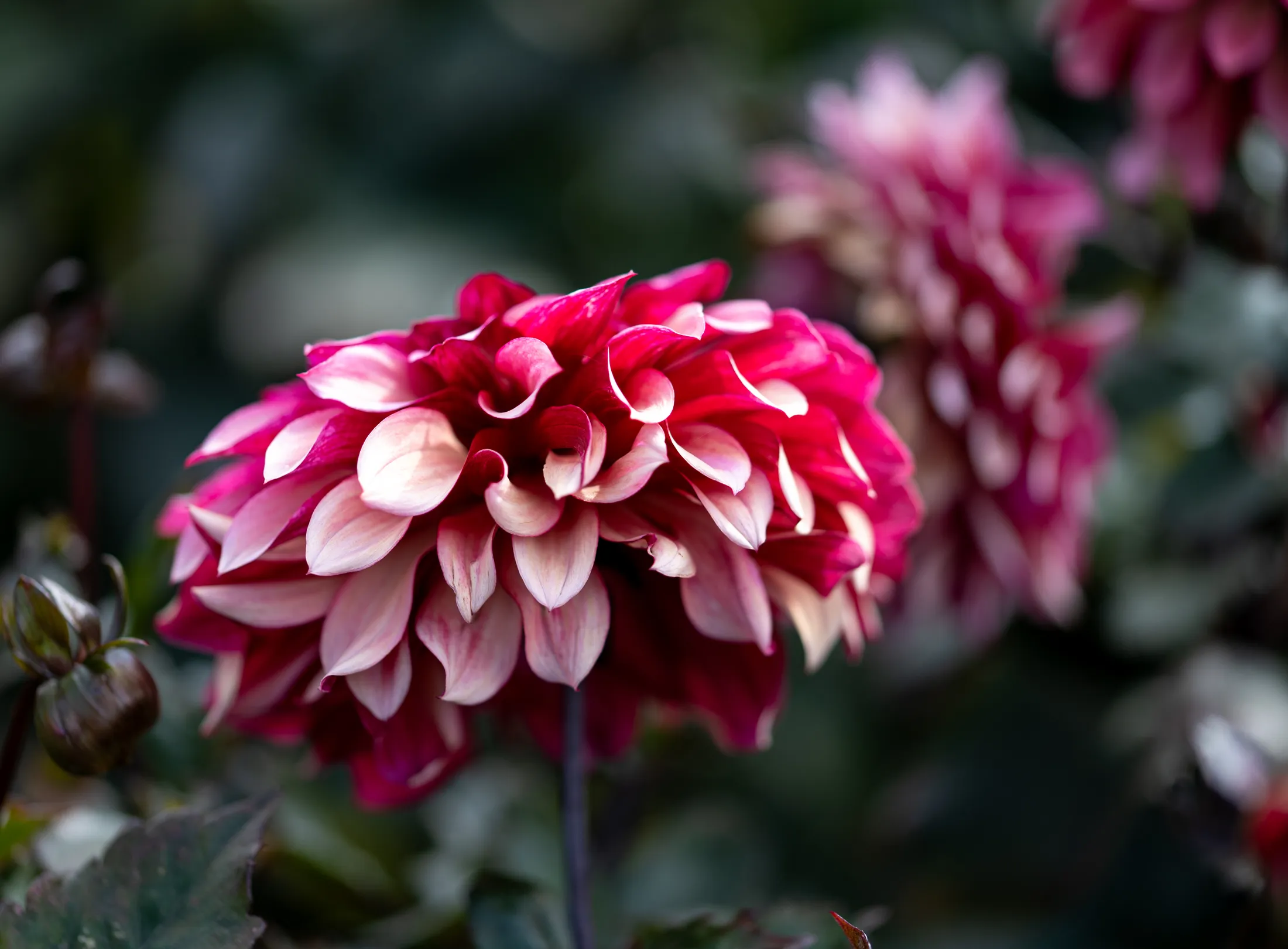 Dahlia