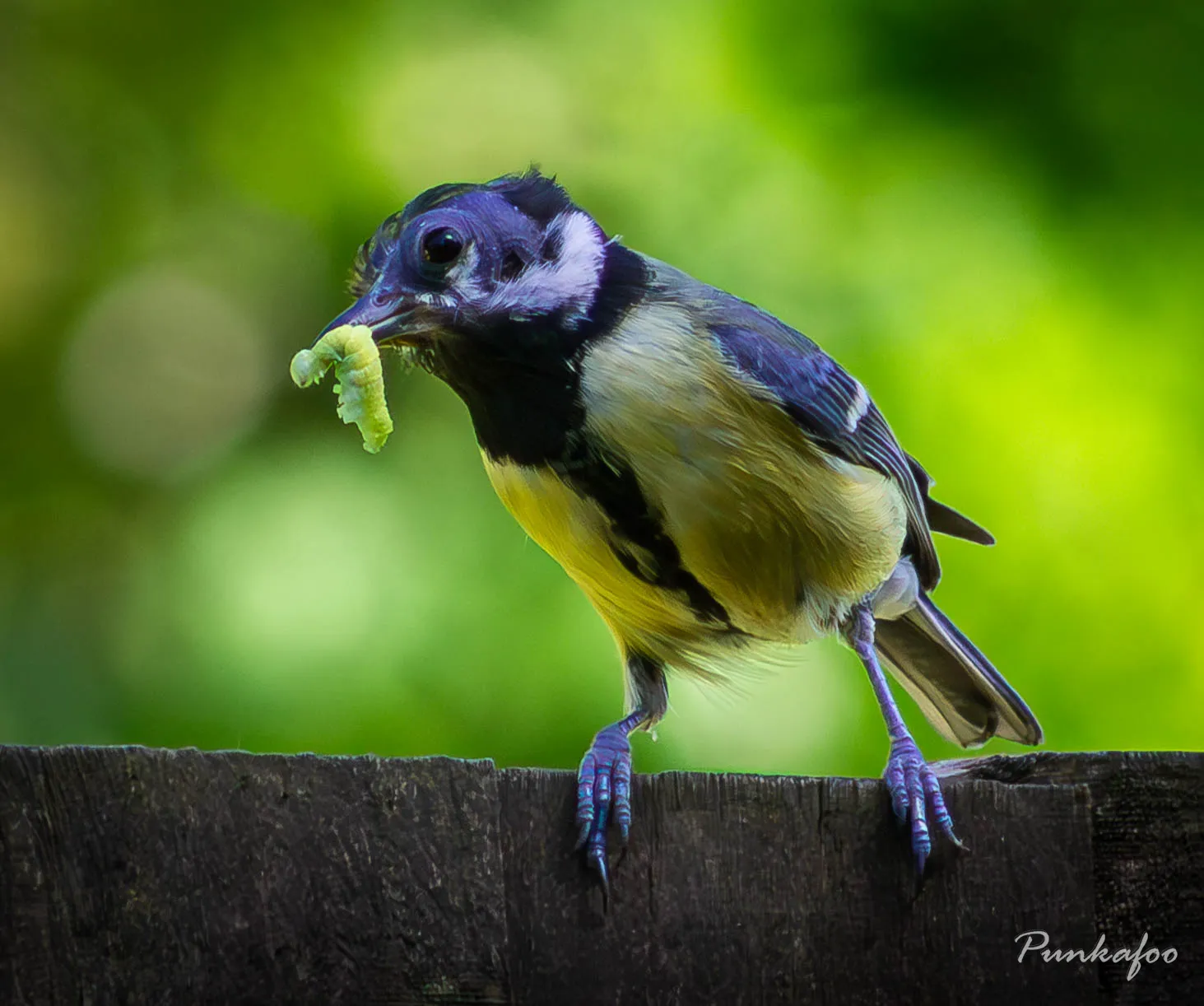 Female Great Tit