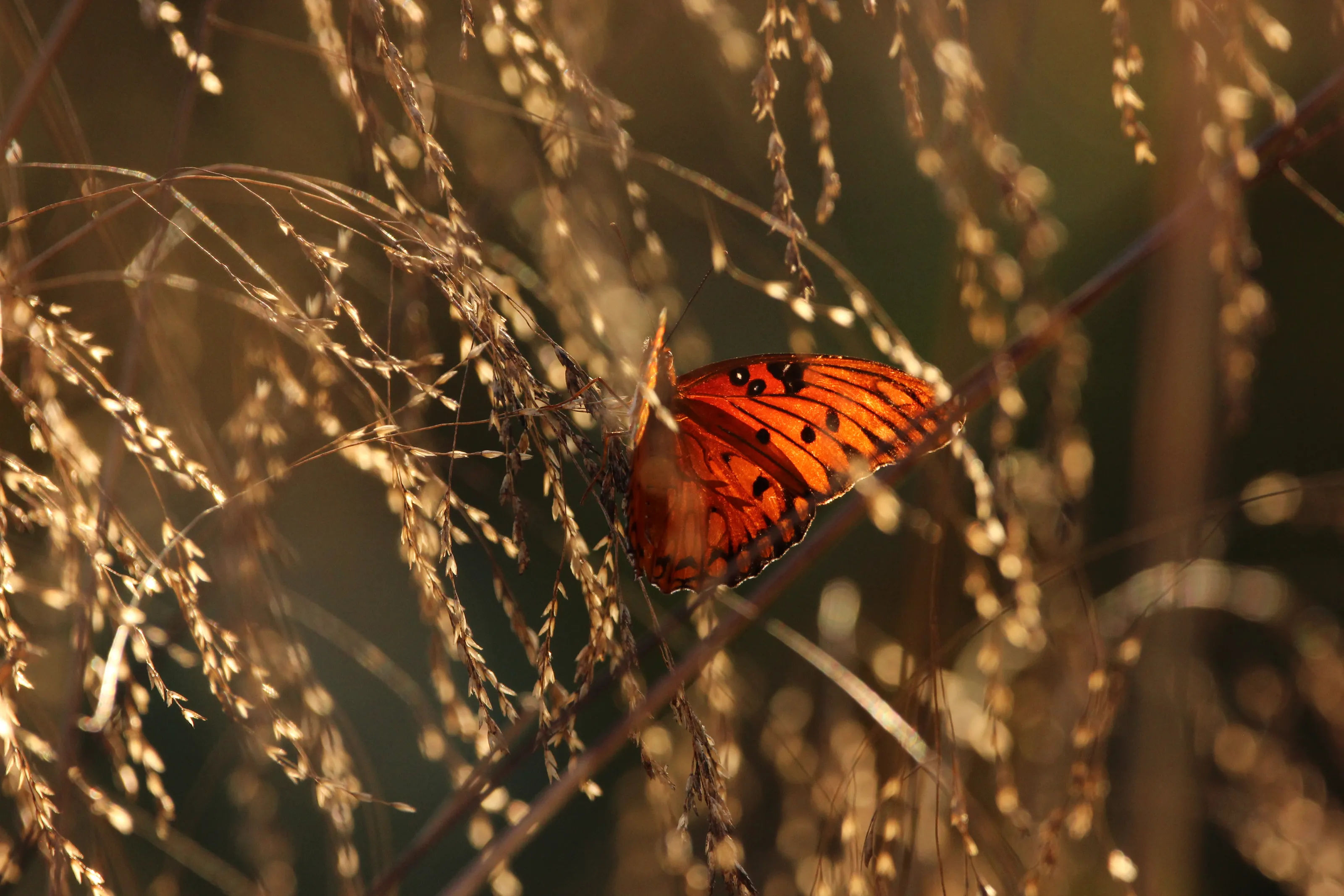 Golden Wings of Fall