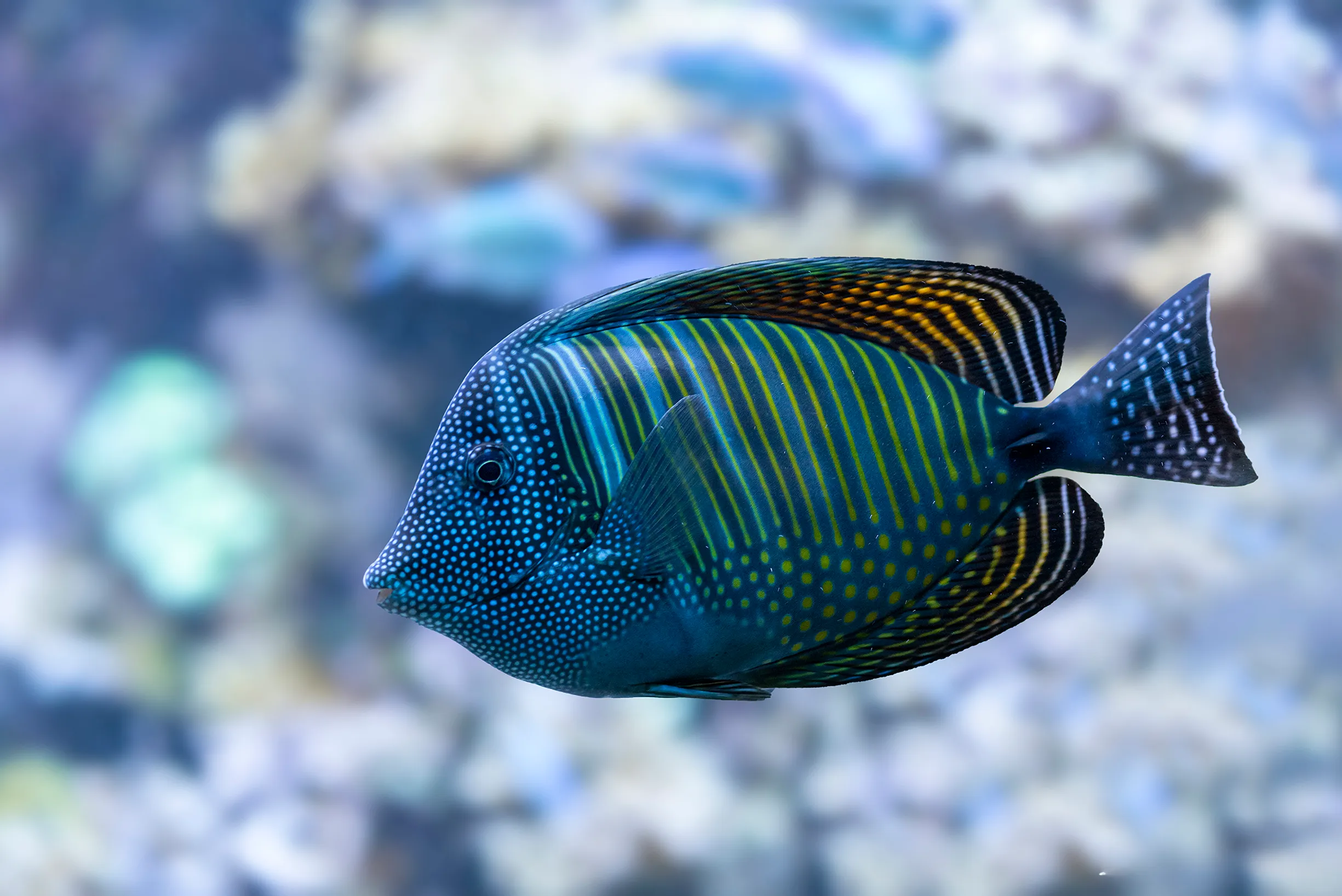 Live Fish