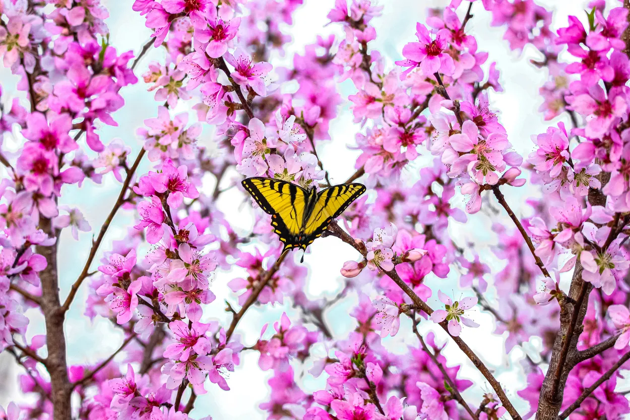 Golden Wings in Bloom