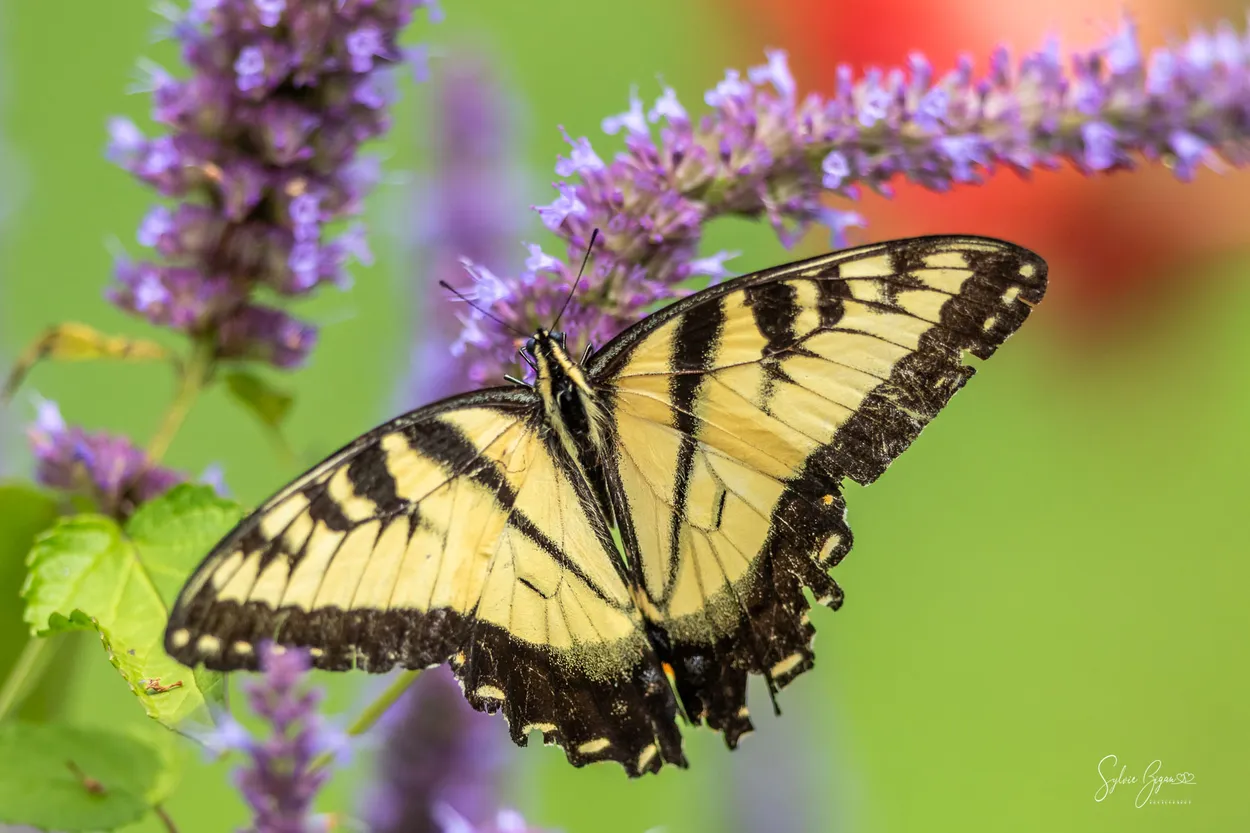 Swallowtail collection#2