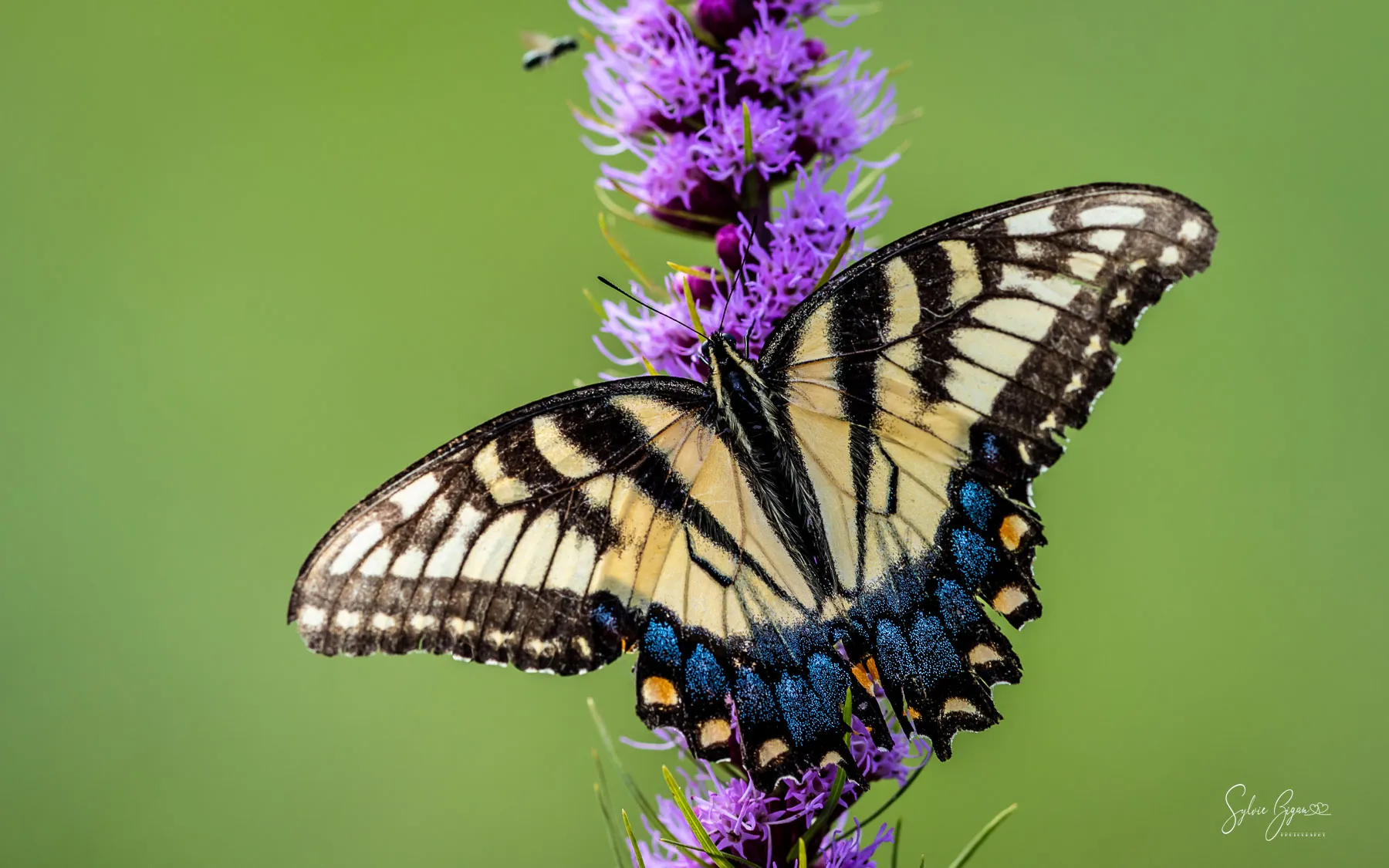 Swallowtail collection#3