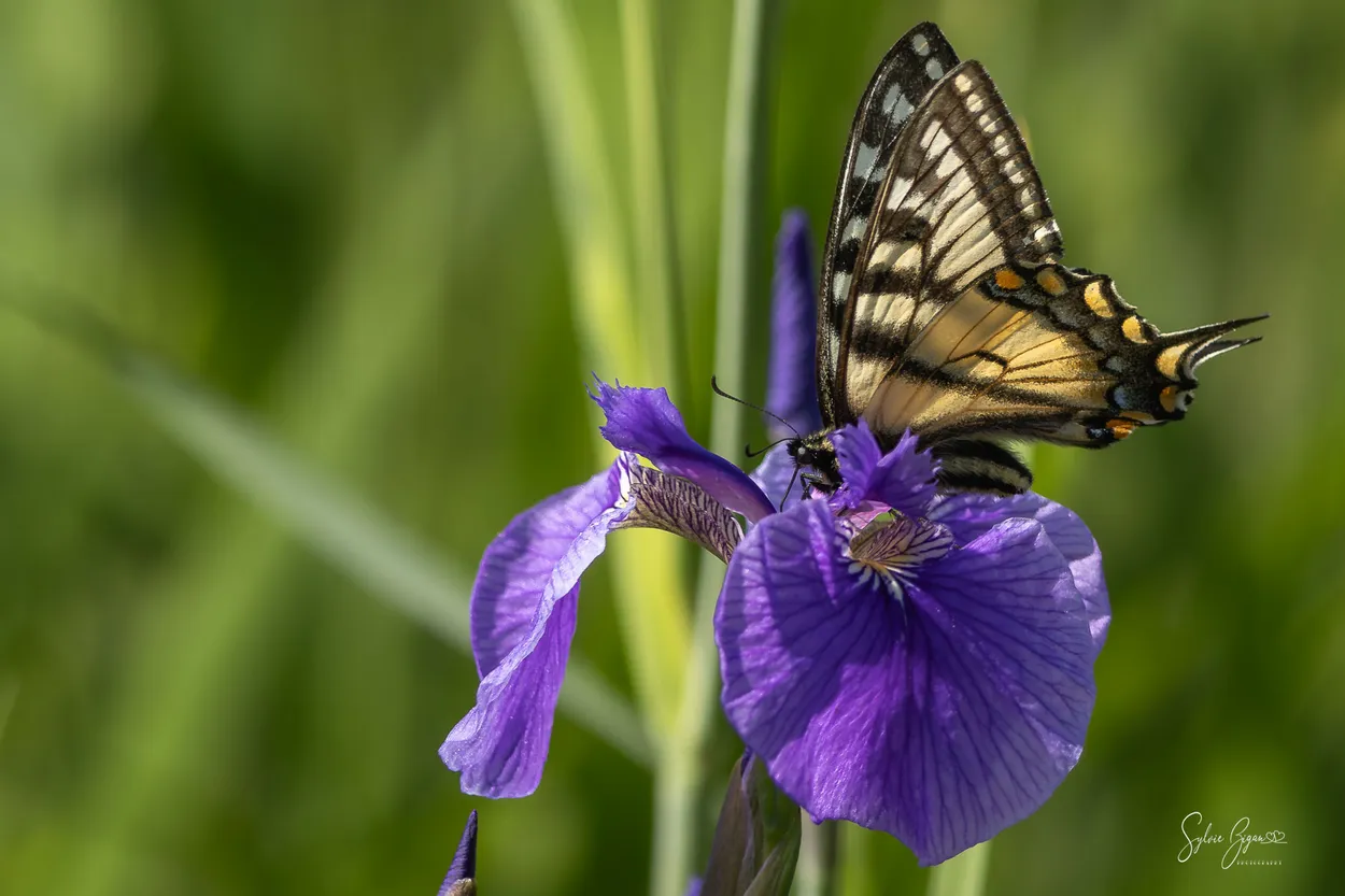 Swallowtail collection#4