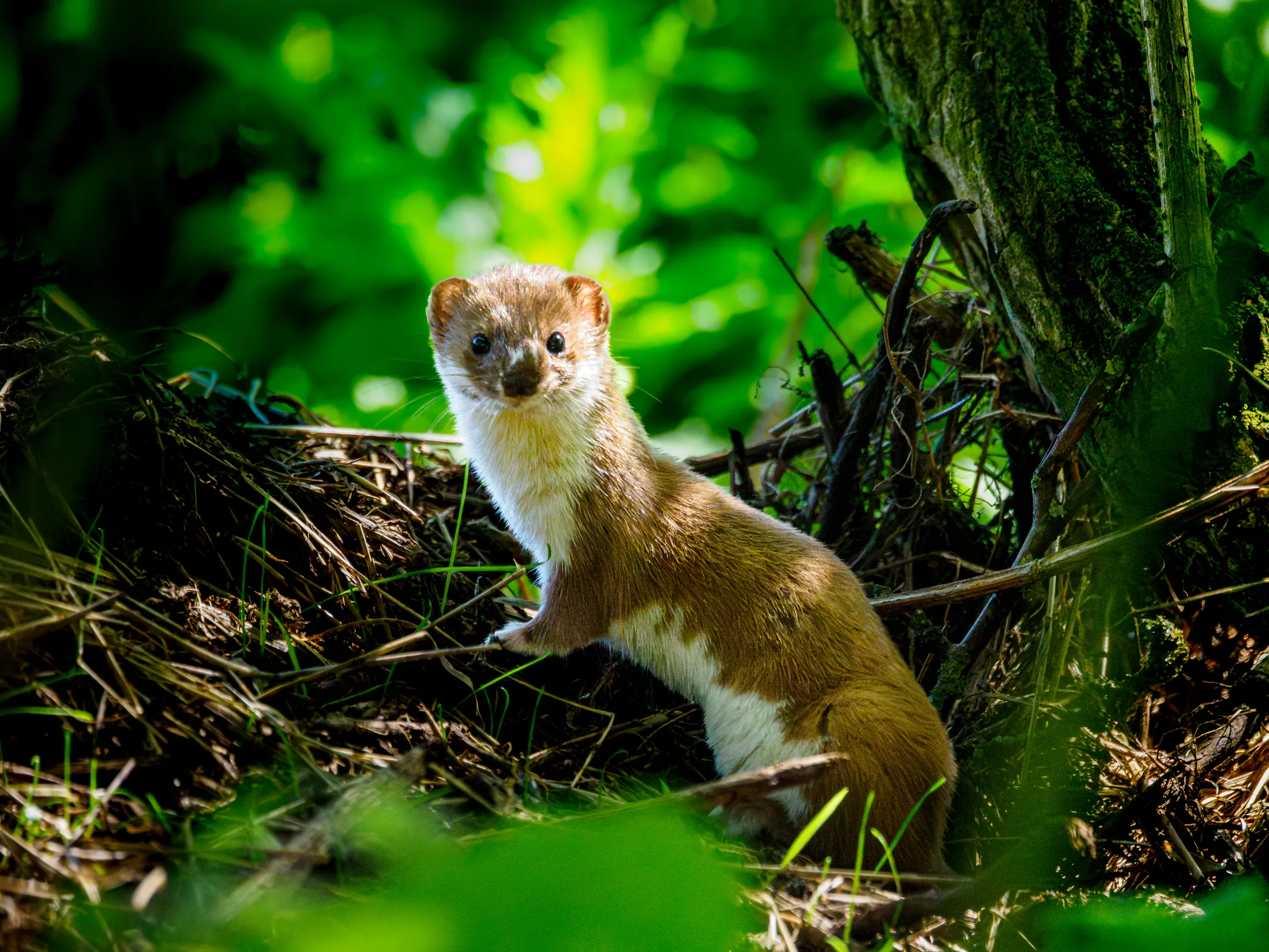 Weasel Hunting