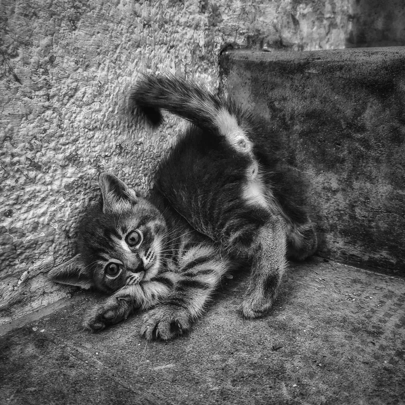 Playing Kitten in Black and White