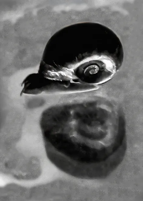 Snail Reflections
