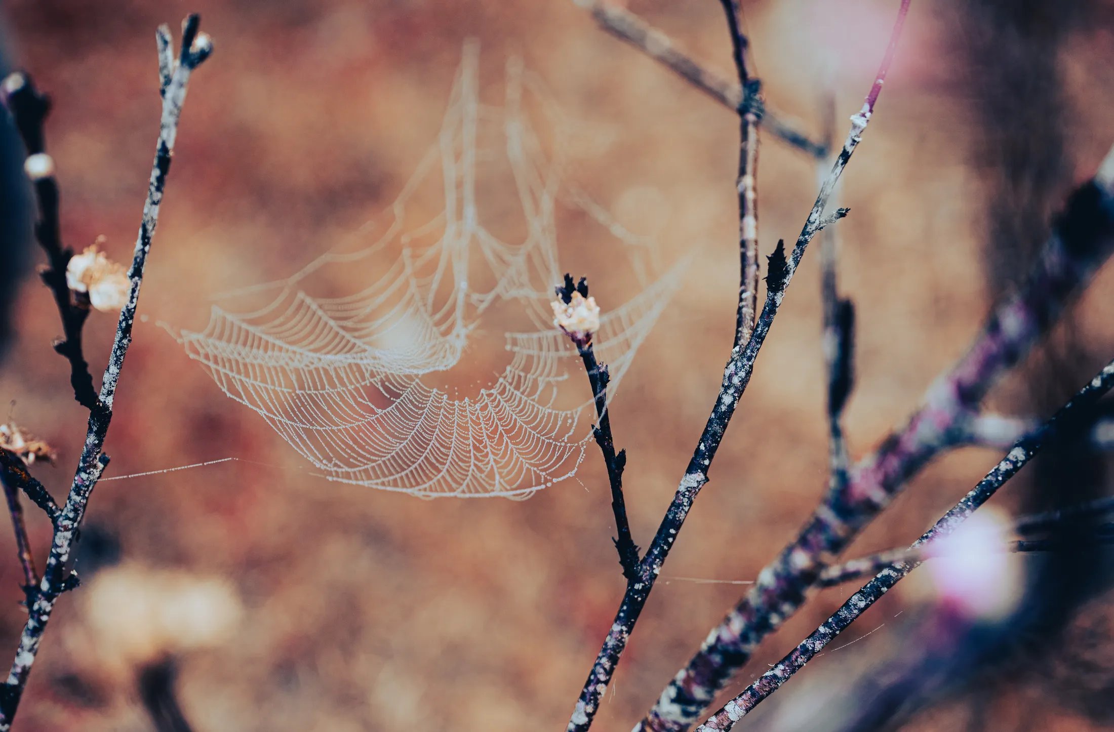Untitled image