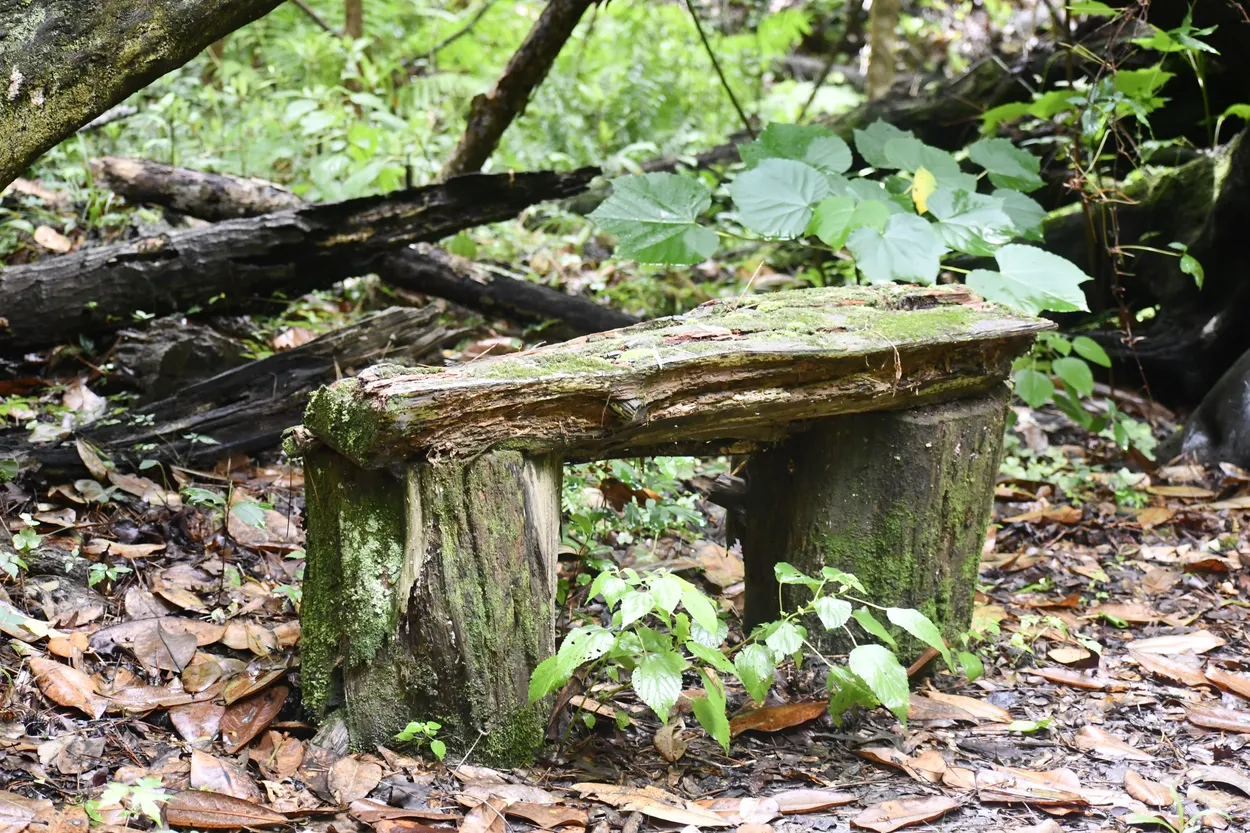 An Empty Forest Bench