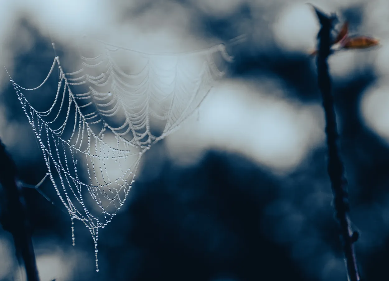 Untitled image