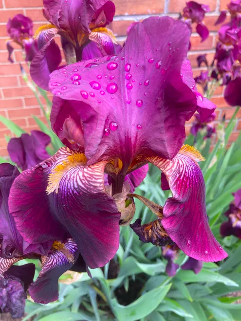 Droplets on iris