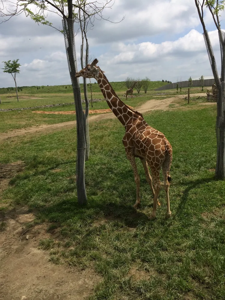 Giraffe