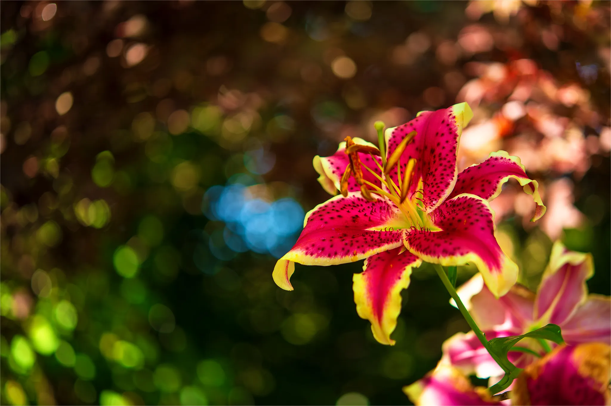 Stargazer Lily