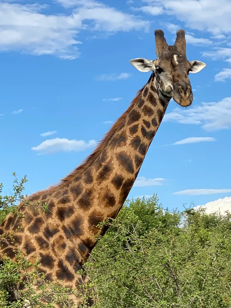 Giraffe