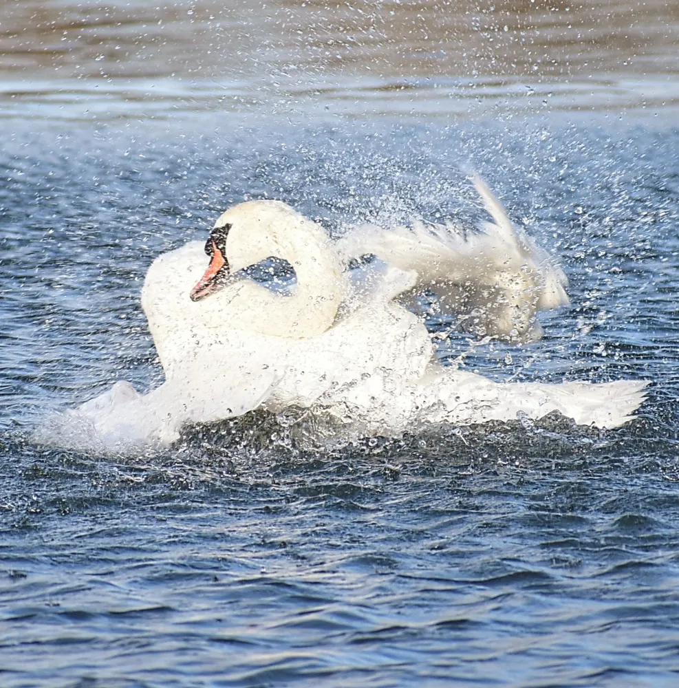 Making a splash