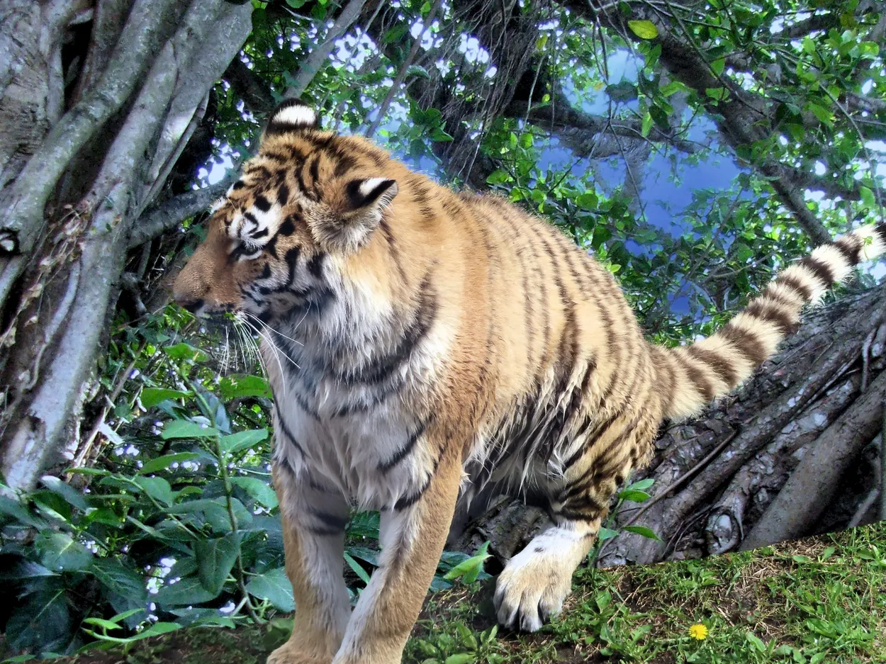 Tiger in the Periyar juungle