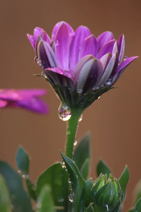 Water running from purple
