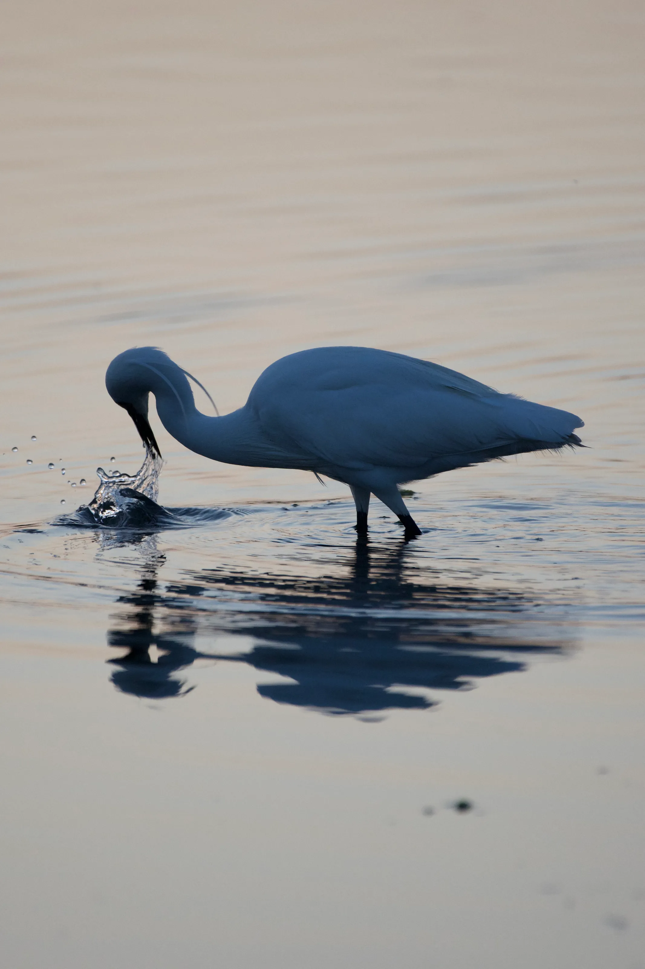 A little egret fishing for breakfast