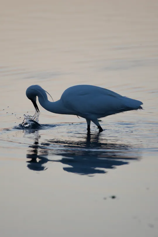 A little egret fishing for breakfast