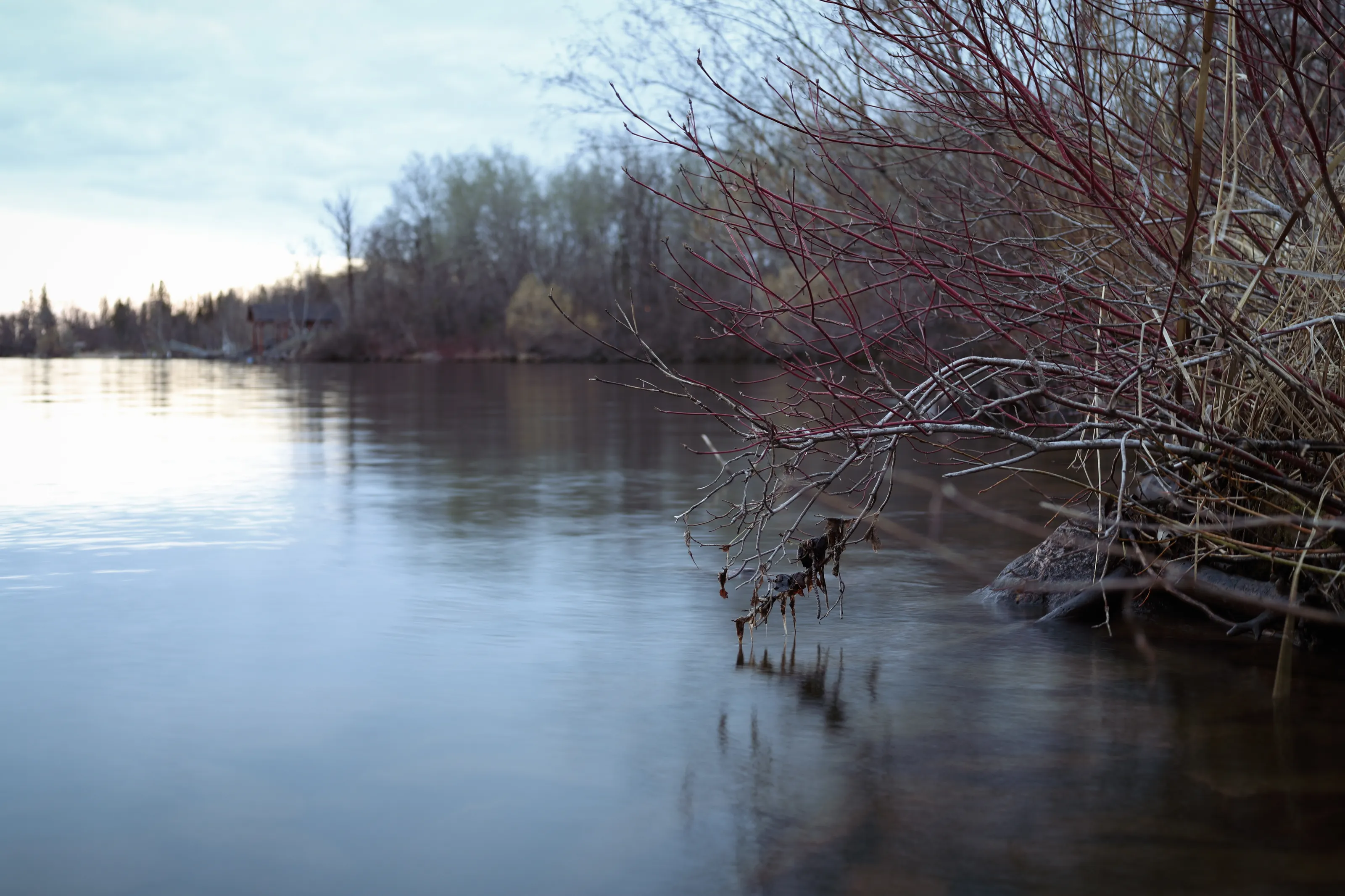 The Water's Edge
