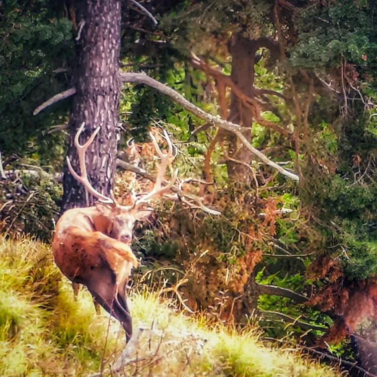 Cerf... né