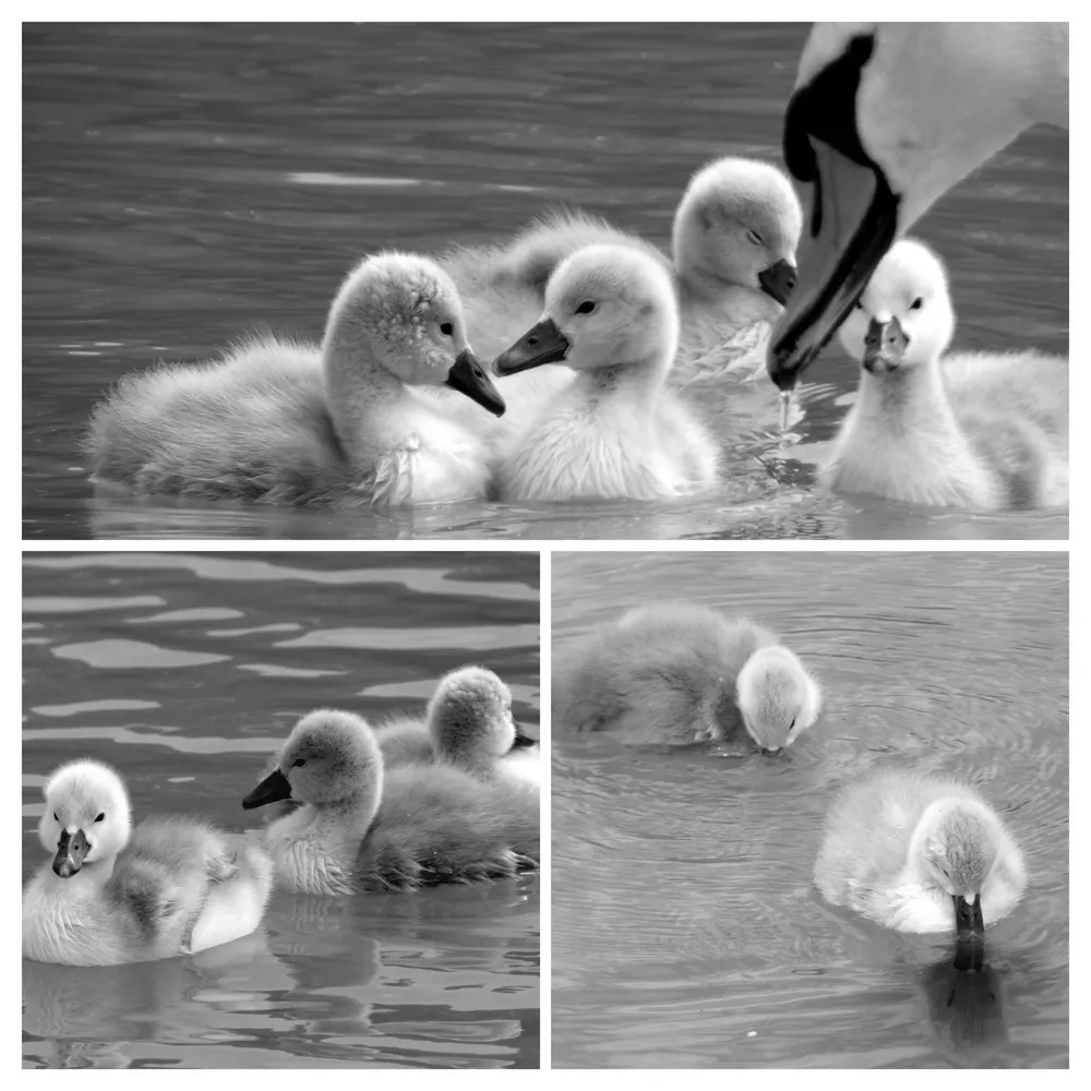 Swan triptych in black and white