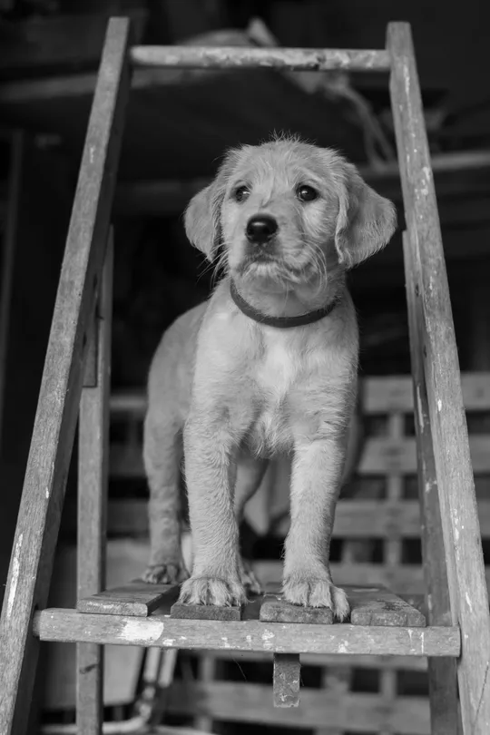 puppy on the ladder