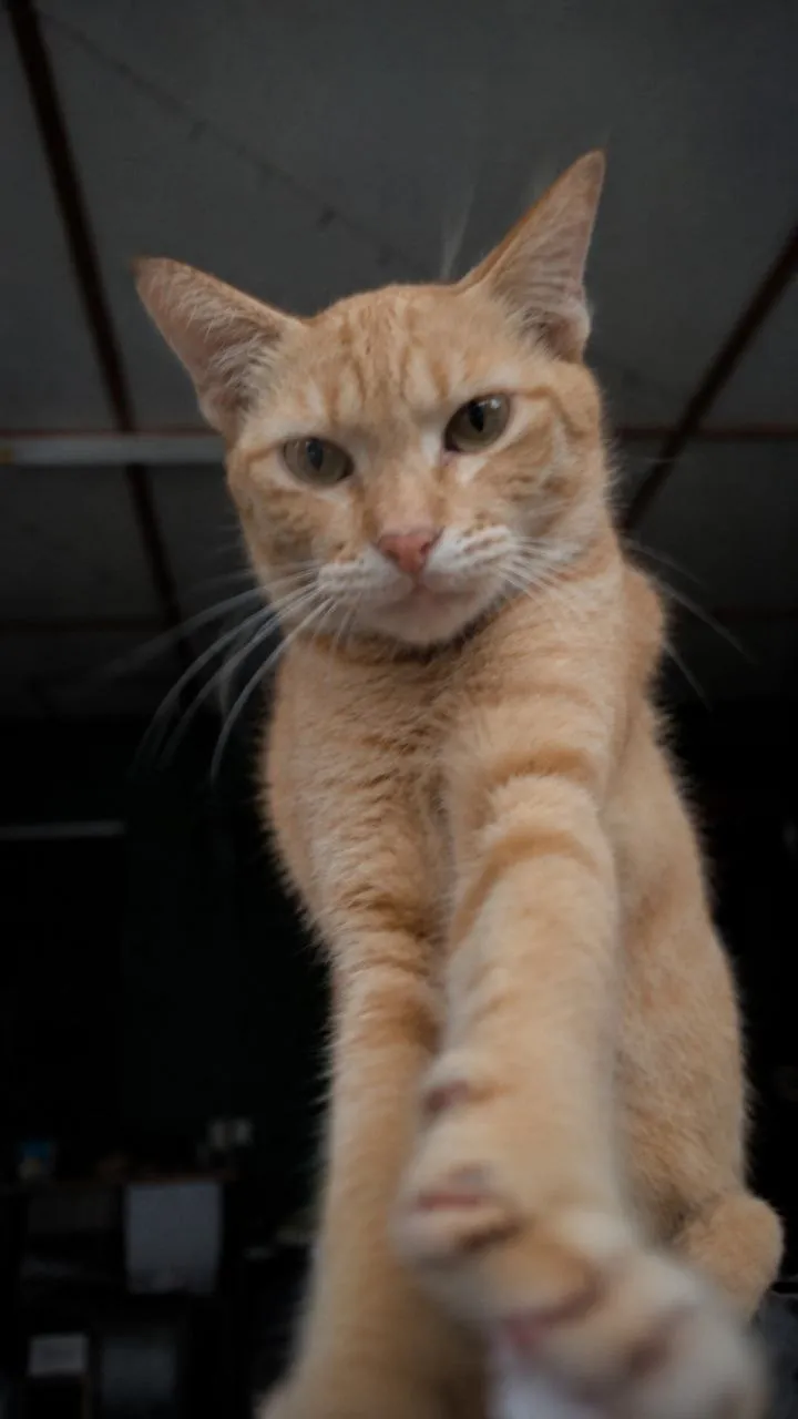 The Orange Menace