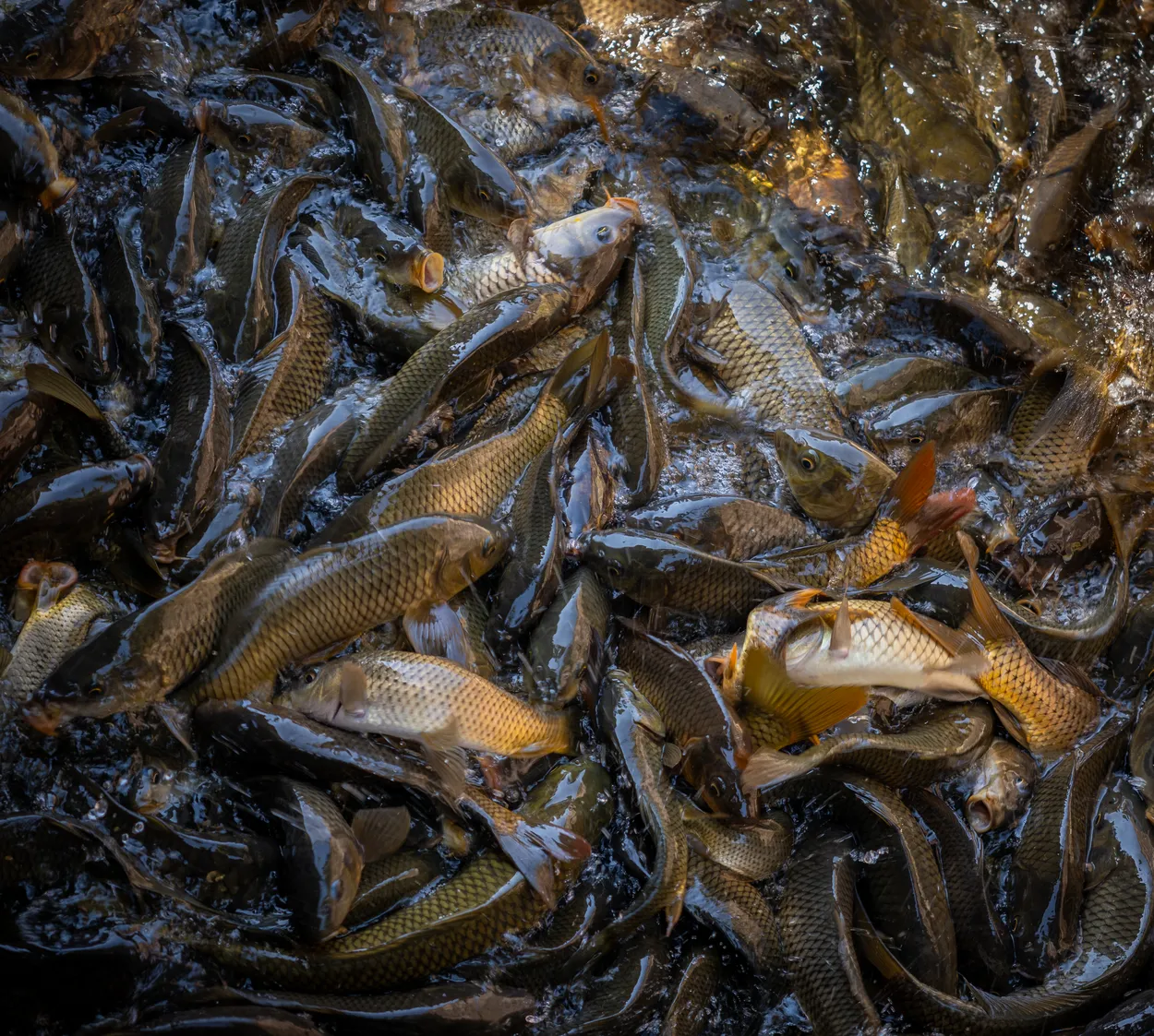 Carp feeding frenzy
