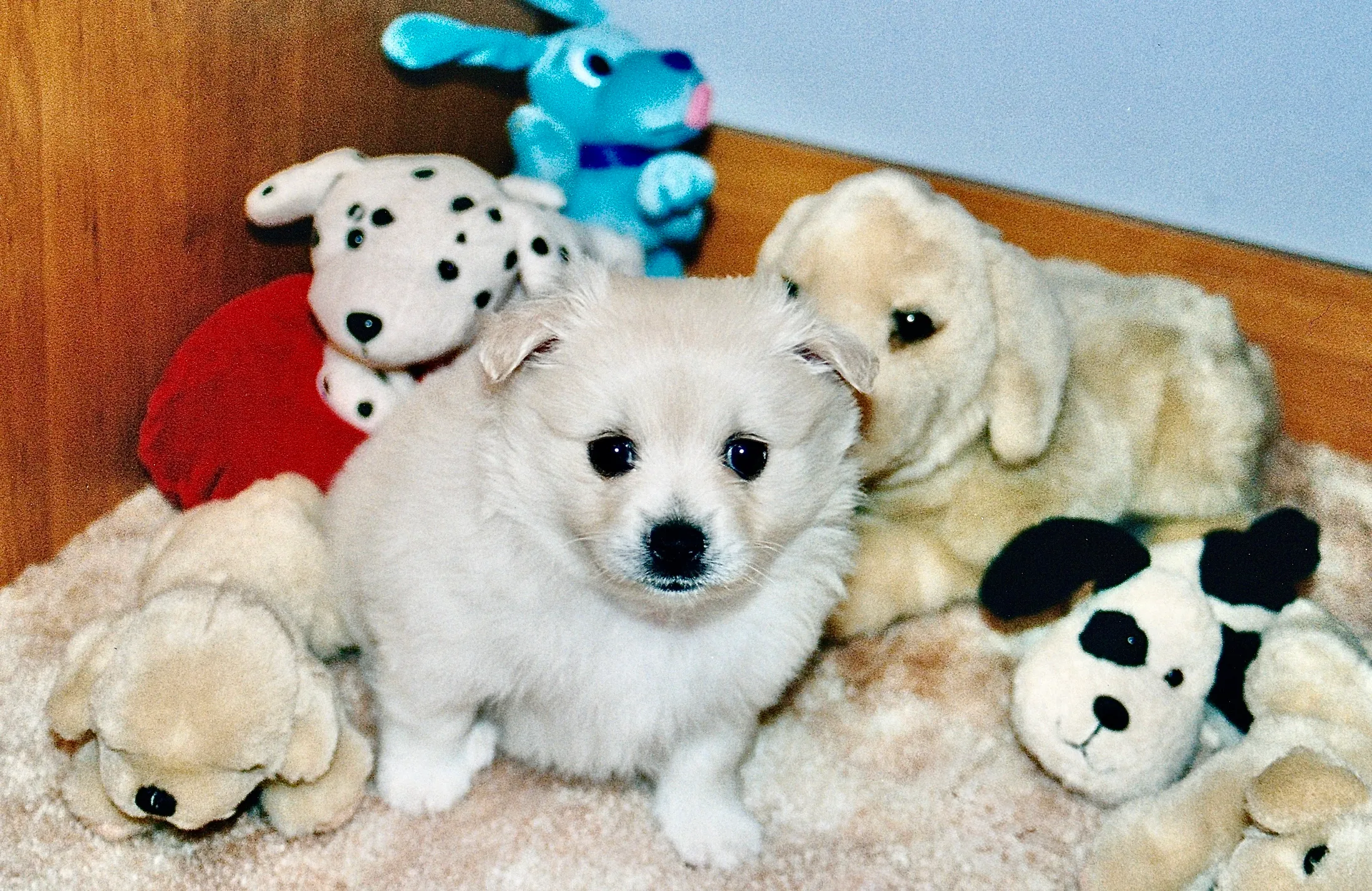 Pomeranian Puppy Among Plush Toys