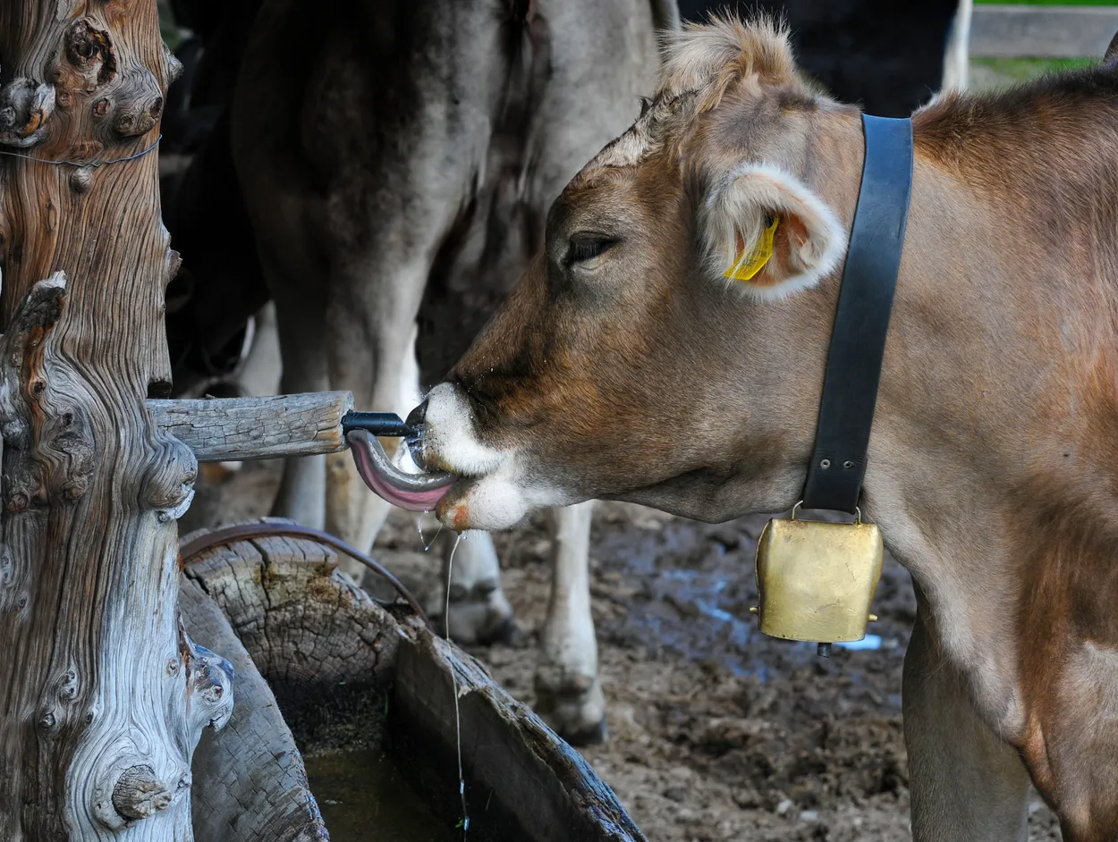Cow drinking from the fountain