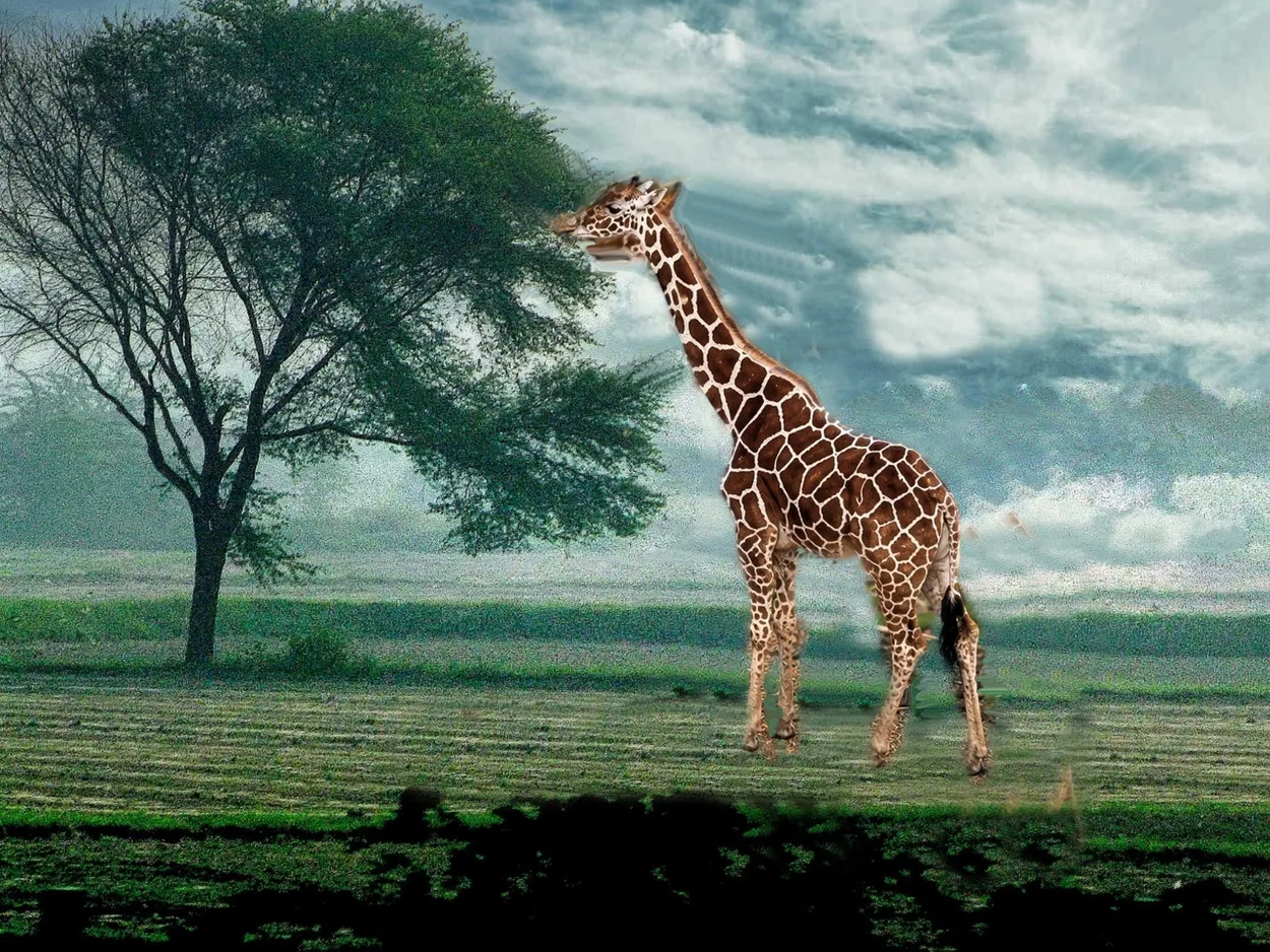 Alone on the savannah