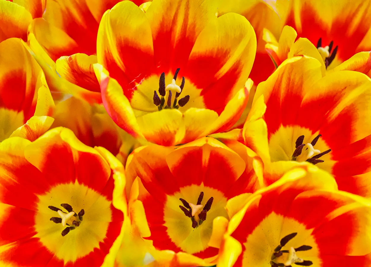 In Bloom