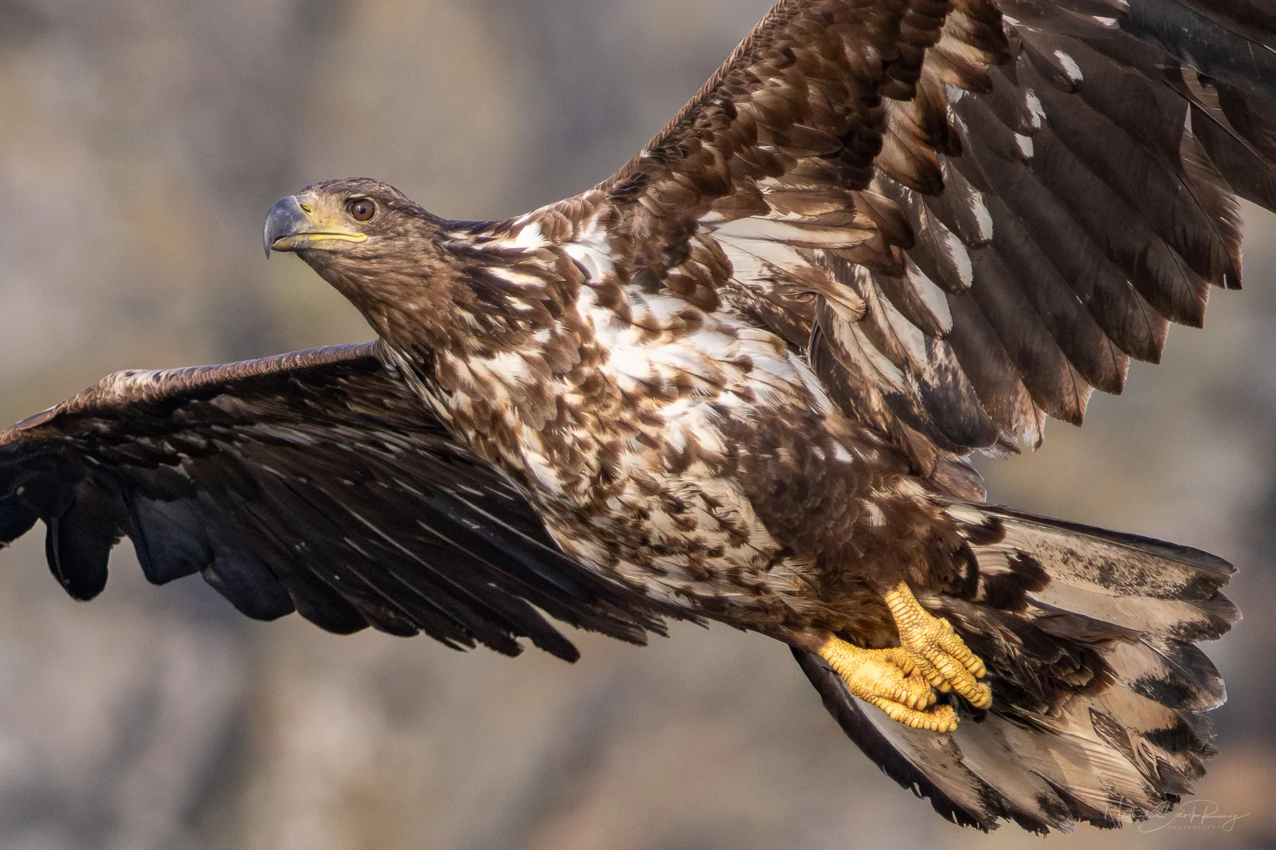 eagle