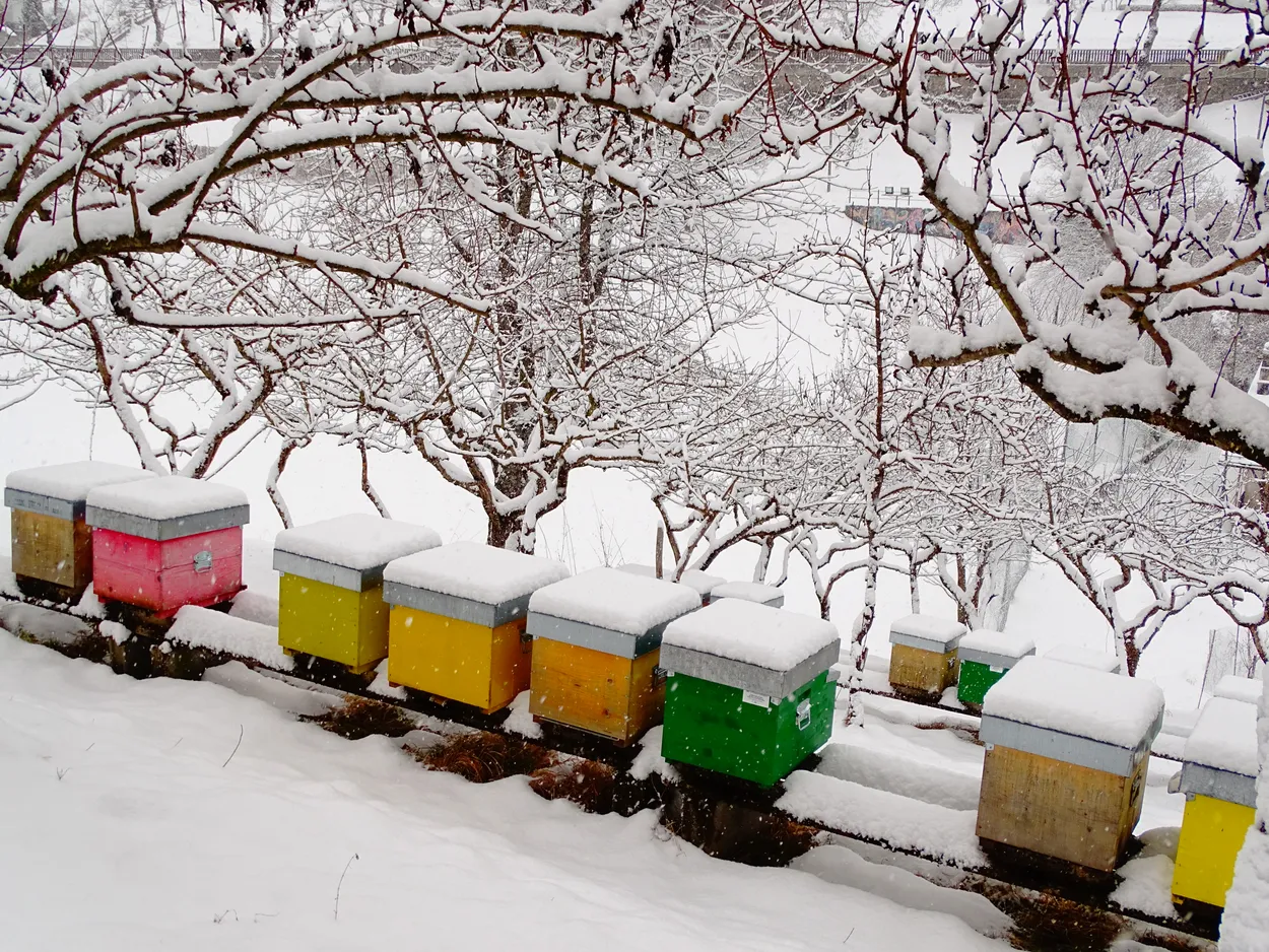 Bee houses
