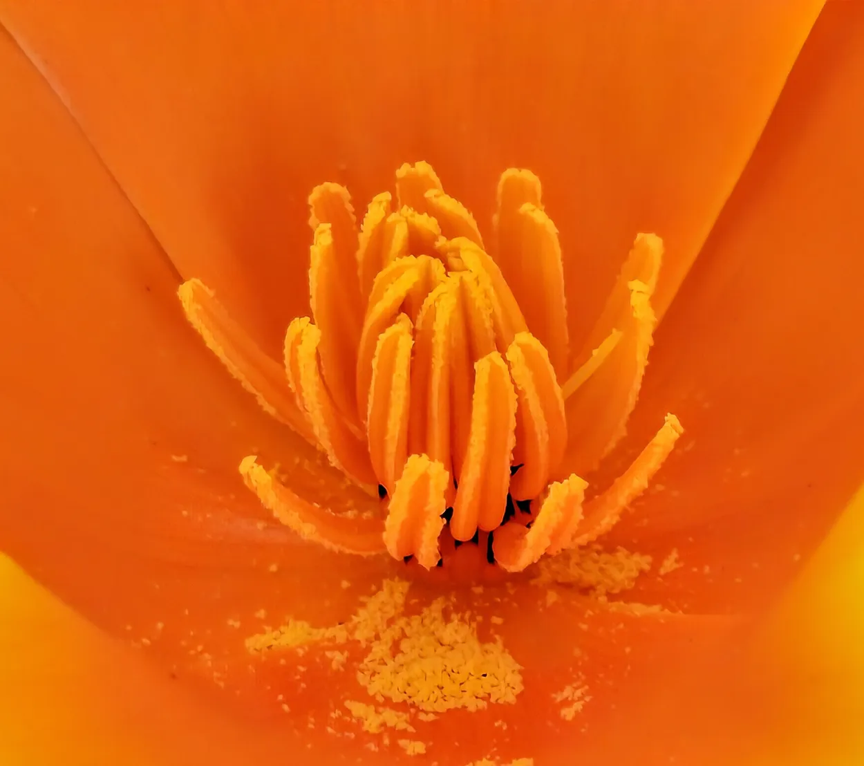 Centre of a poppy
