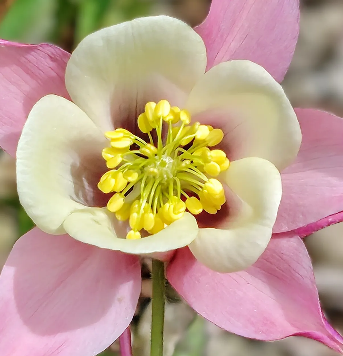 Close up macro