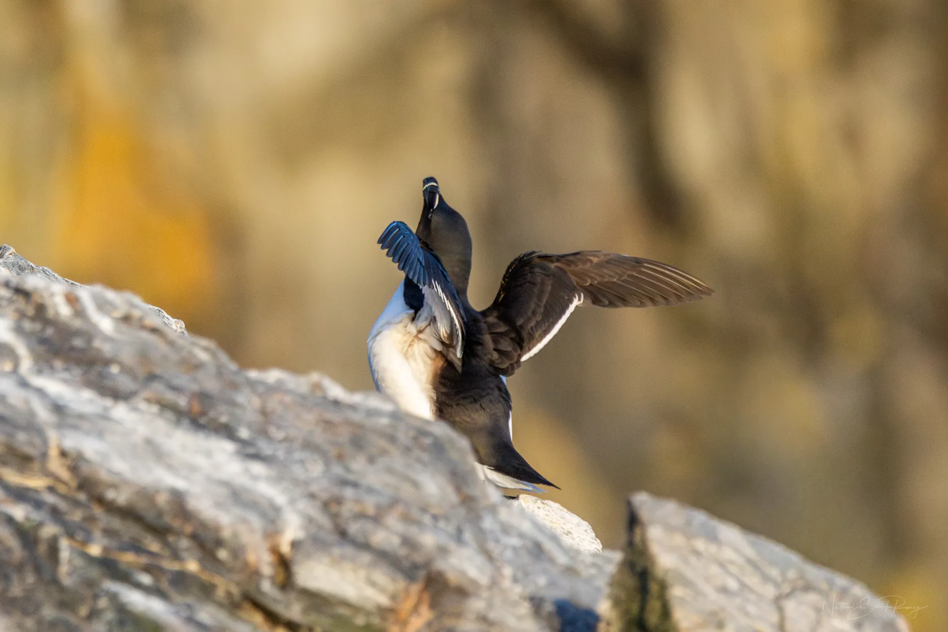 Razorbill