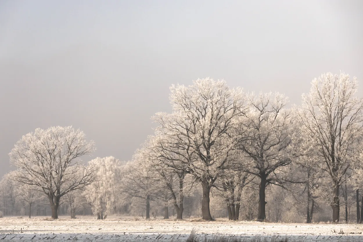 Winter II