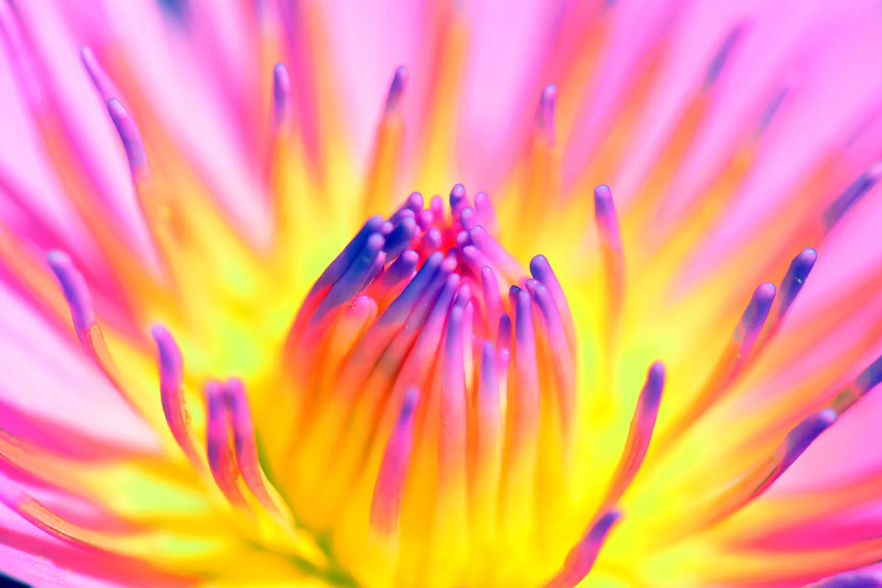 Hawaiian Starbust