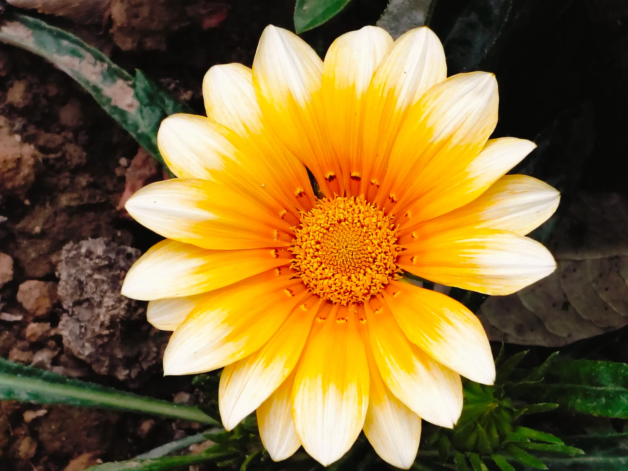 Gazania rigens : The Treasure of Bloom