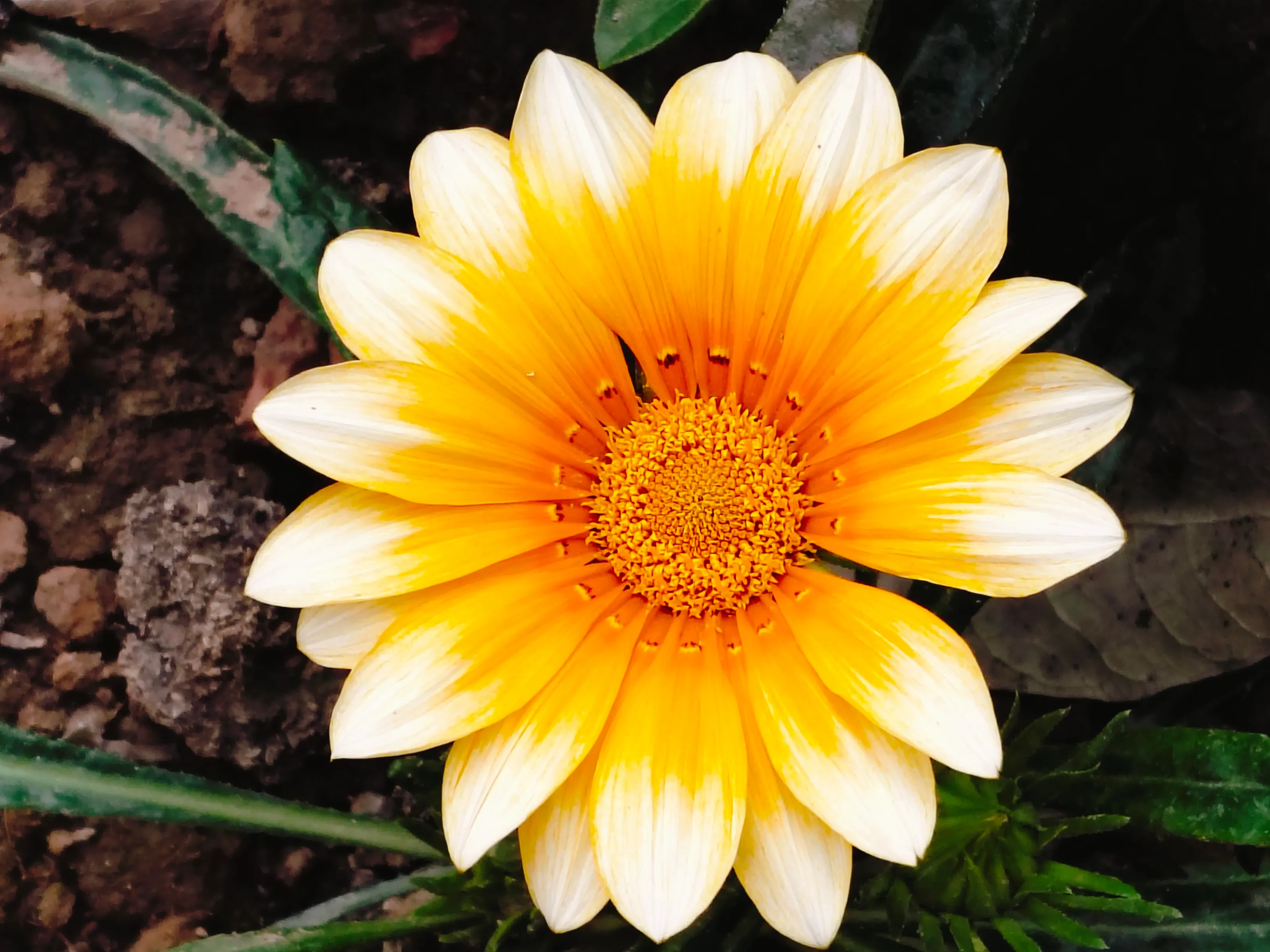 Gazania rigens : The Treasure of Bloom