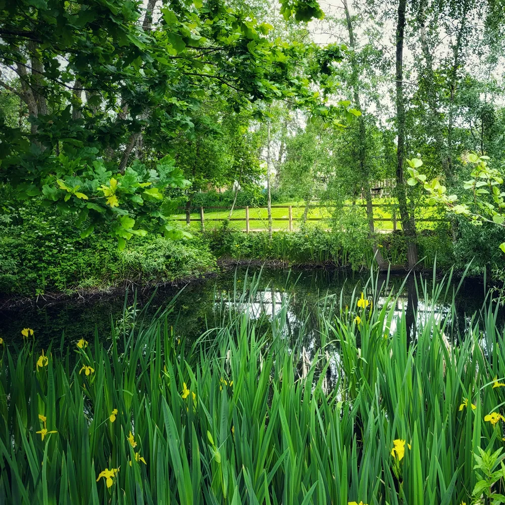 Mostly Green 💚, Splashes of Yellow