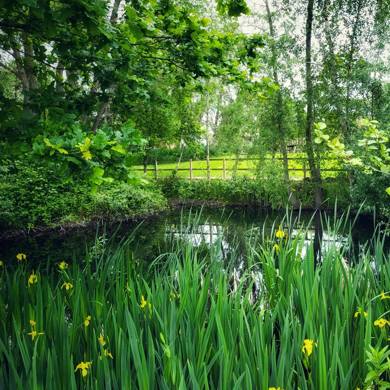 Mostly Green 💚, Splashes of Yellow