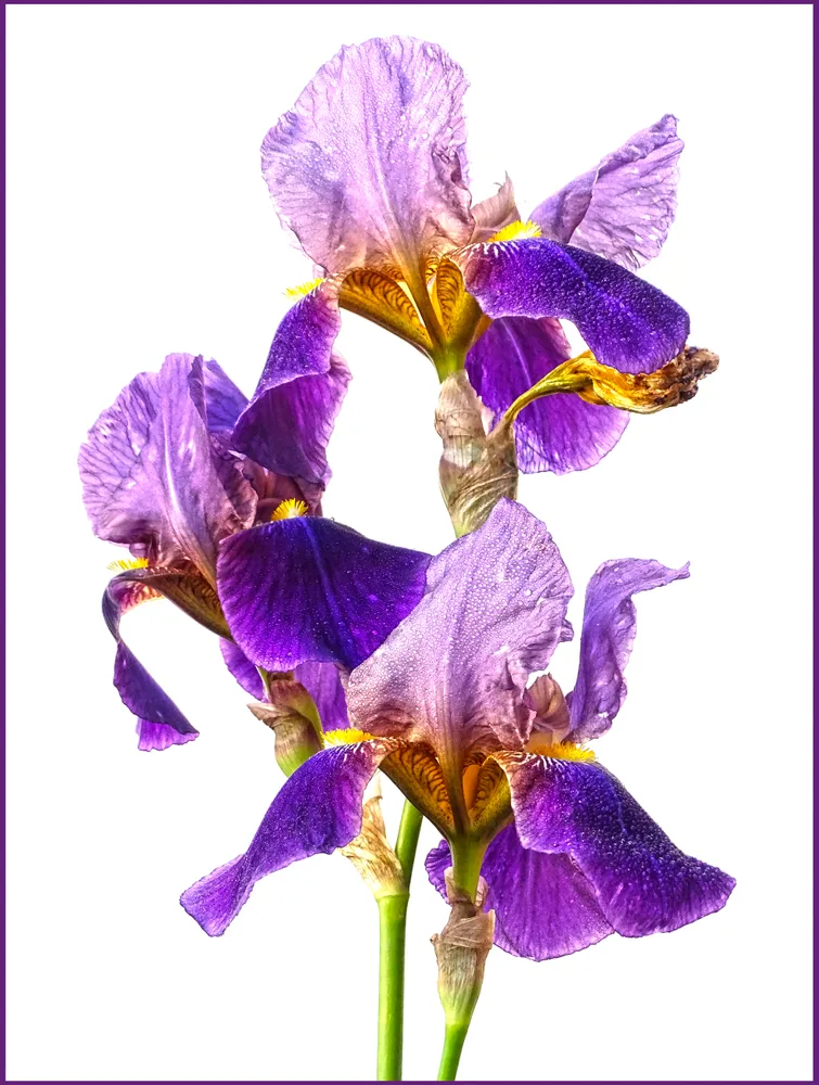 Iris from my garden